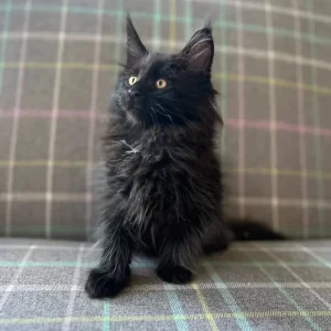 TICA registered Maine coon kittens - Image 7