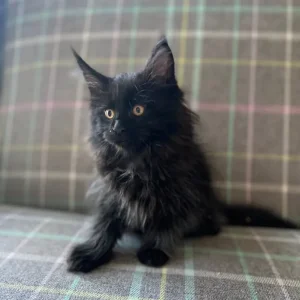 TICA registered Maine coon kittens - Image 8