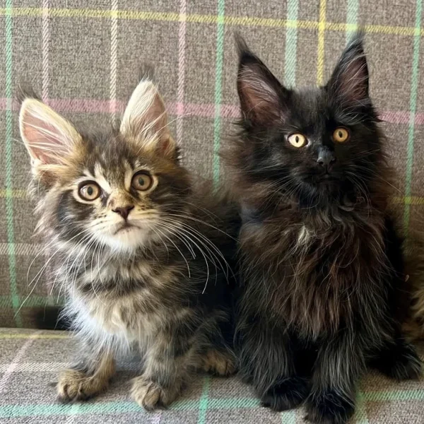 TICA registered Maine coon kittens