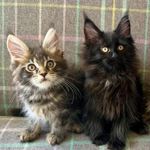 TICA registered Maine coon kittens