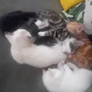Kitten's - Image 2