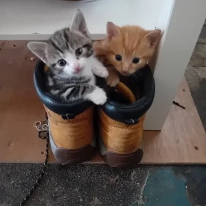 Kitten's - Image 3