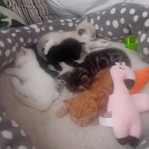 Kitten's - Image 4
