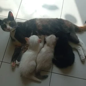 Kitten's - Image 5