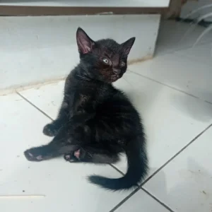 Kitten's - Image 6