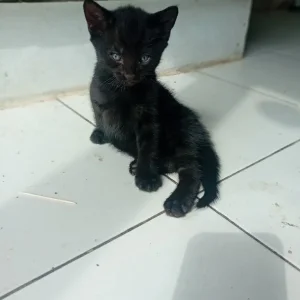 Kitten's - Image 7