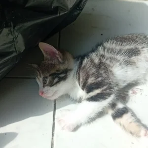 Kitten's - Image 8