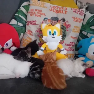 Kitten's
