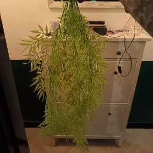 Big silk plastic plant - Image 2
