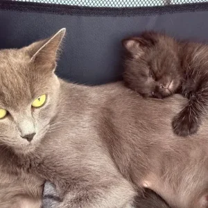 3 kittens – two girls, one boy - Image 2