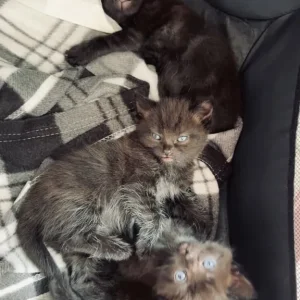 3 kittens – two girls, one boy - Image 3