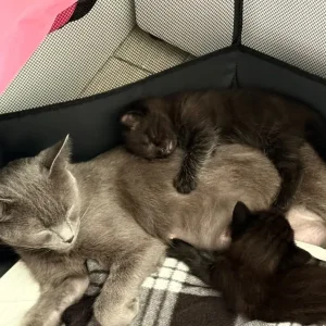 3 kittens – two girls, one boy - Image 4