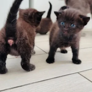 3 kittens – two girls, one boy - Image 5