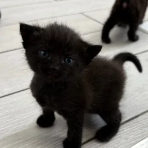 3 kittens – two girls, one boy - Image 6