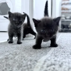 3 kittens – two girls, one boy - Image 7