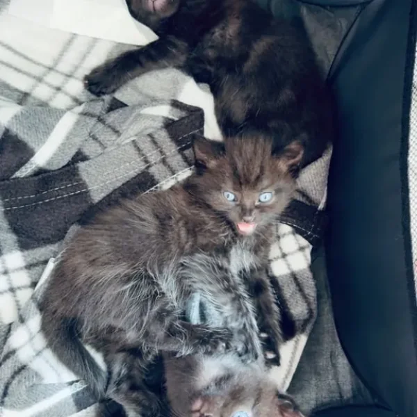 3 kittens – two girls, one boy