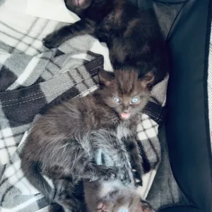 3 kittens – two girls, one boy