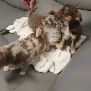 Chihuahua puppies, long coat, full breed - Image 2
