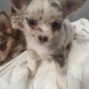 Chihuahua puppies, long coat, full breed - Image 3
