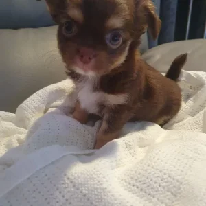 Chihuahua puppies, long coat, full breed - Image 4