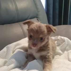 Chihuahua puppies, long coat, full breed - Image 5