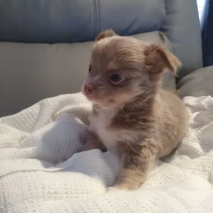 Chihuahua puppies, long coat, full breed - Image 6
