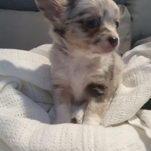 Chihuahua puppies, long coat, full breed - Image 7