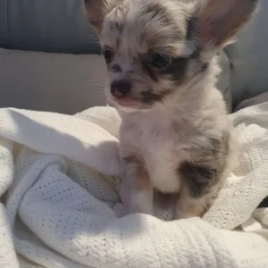 Chihuahua puppies, long coat, full breed - Image 8