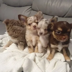 Chihuahua puppies, long coat, full breed