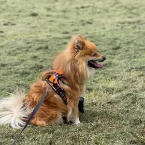 Dog male Pomchi (Pomeranian and Chihuahua cross) - Image 2