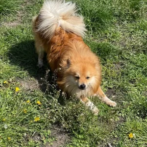 Dog male Pomchi (Pomeranian and Chihuahua cross) - Image 3