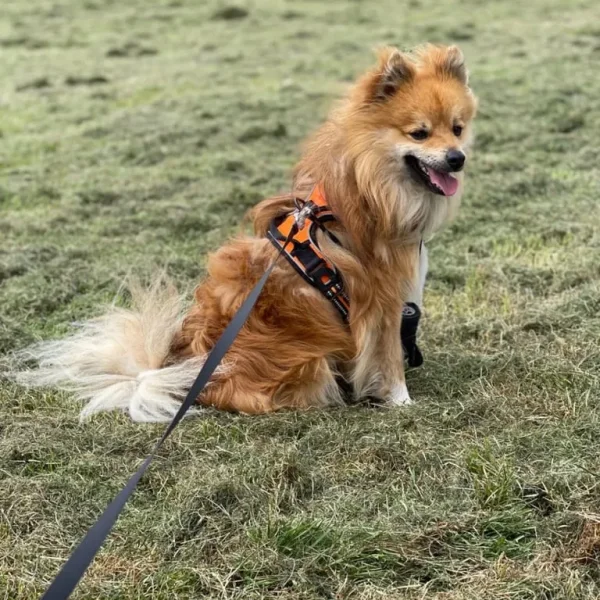 Dog male Pomchi (Pomeranian and Chihuahua cross)