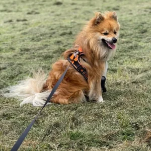 Dog male Pomchi (Pomeranian and Chihuahua cross)