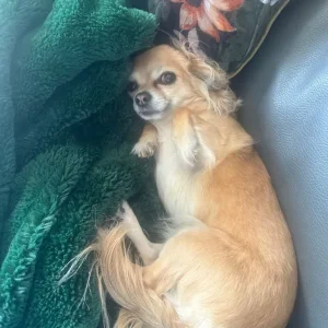 2.5-Year-Old Mini Chihuahua - Image 2