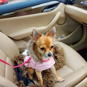 2.5-Year-Old Mini Chihuahua - Image 3