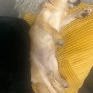 2.5-Year-Old Mini Chihuahua