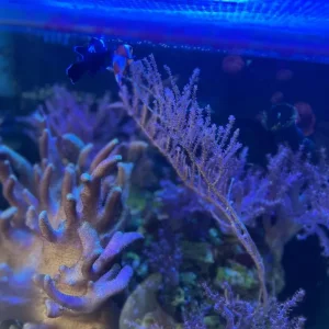 Marine Fish and Invertebrates - Image 2