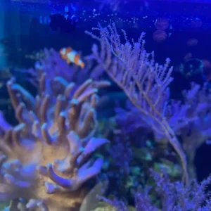 Marine Fish and Invertebrates - Image 3