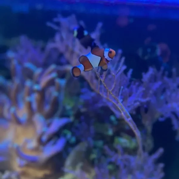 Marine Fish and Invertebrates