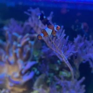 Marine Fish and Invertebrates