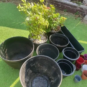 GARDEN PLANTS AND POTS - Image 3