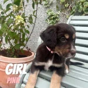 Cocker spaniel x puppies – all reserved - Image 2