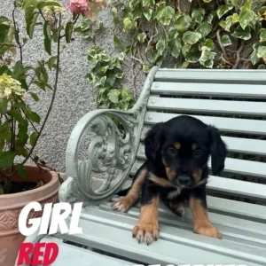Cocker spaniel x puppies – all reserved - Image 3