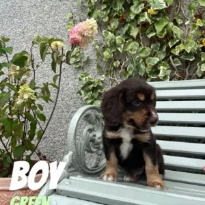 Cocker spaniel x puppies – all reserved - Image 5