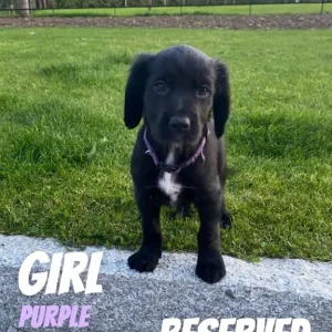Cocker spaniel x puppies – all reserved - Image 6