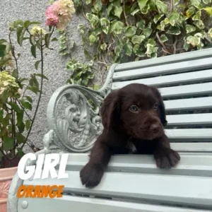 Cocker spaniel x puppies – all reserved - Image 7