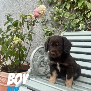 Cocker spaniel x puppies – all reserved