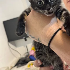Bengal cross kittens - Image 2