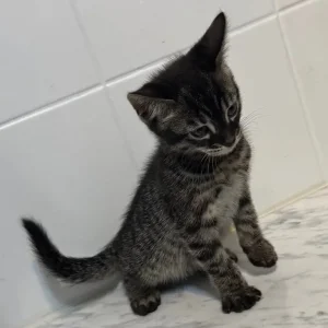 Bengal cross kittens - Image 3