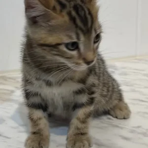 Bengal cross kittens - Image 4